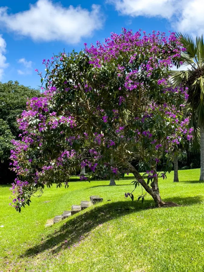 Tibouchina violet